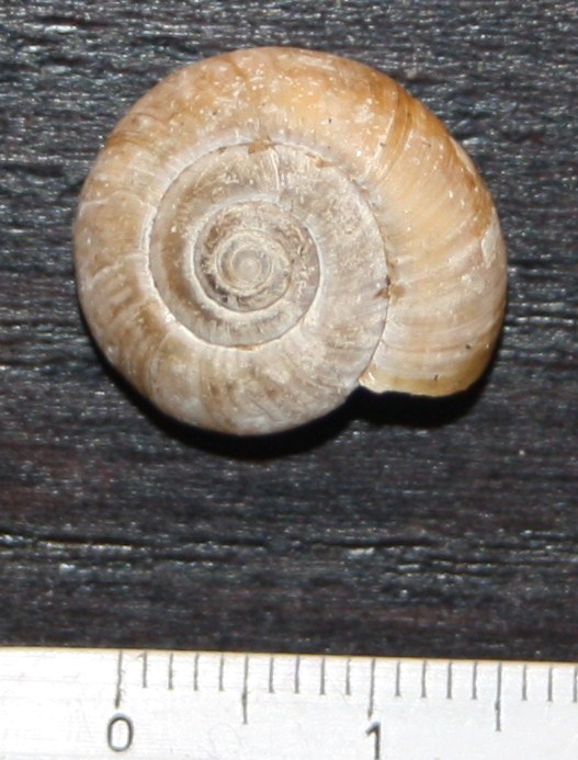 Zonitidae corso da id.